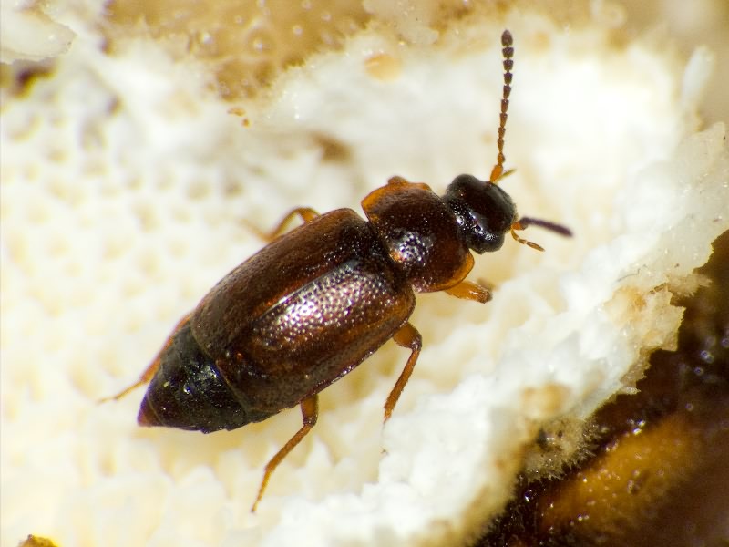 Anthobium atrocephalum (Gyllenhal, 1827)